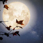 Full moon on a dark blue night sky with stars. A branch with autumn leaves sits in from of the moon